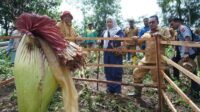 Amorphophallus-Titanum-Tumbuh-Di-Nagari-Buo_140224114421