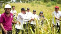 Bupati Minahasa Selatan Franky Donny Wongkar, SH menghadiri panen perdana Padi Ladang bersama Kelompok Tani Rumameji Waya Desa Wawona, bertempat di Desa Wawona Kecamatan Tatapaan. Rabu (3/4/ 2024).