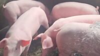 Babi (ist)