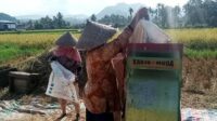 Pemkab-Tanah-Datar-Optimis-Produksi-Padi-Meningkat-Tahun-2025_170125075426