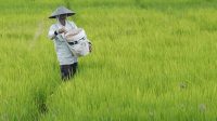 bisniscom-fraksi-pdip-jatim-apresiasi-penurunan-het-pupuk-untuk-kedaulatan-pangan_1761216087