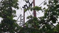Jaringan Kabel PLN di Desa Koro (Fic/lacakpos.co.id)
